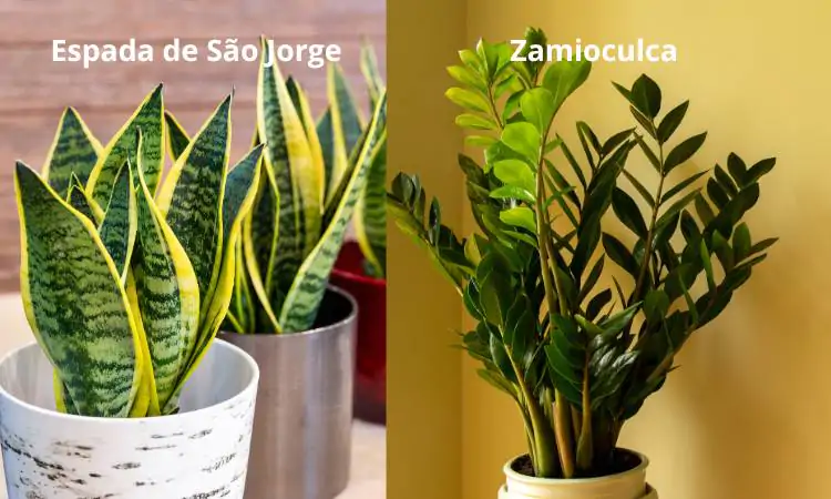 Espada de São Jorge e Zamioculca no vaso