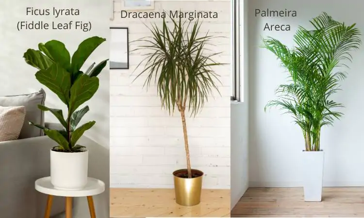 vasos com plantas altas e esguias como as descritas no texto