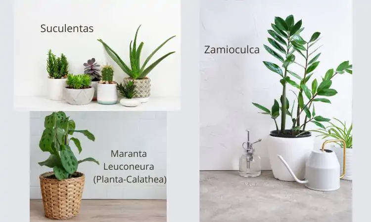 vasos com plantas com folhagem densa e baixa como as descritas no texto